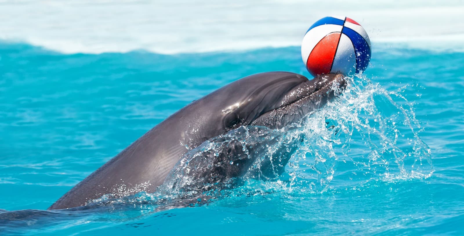 Aksu Dolphinarium
