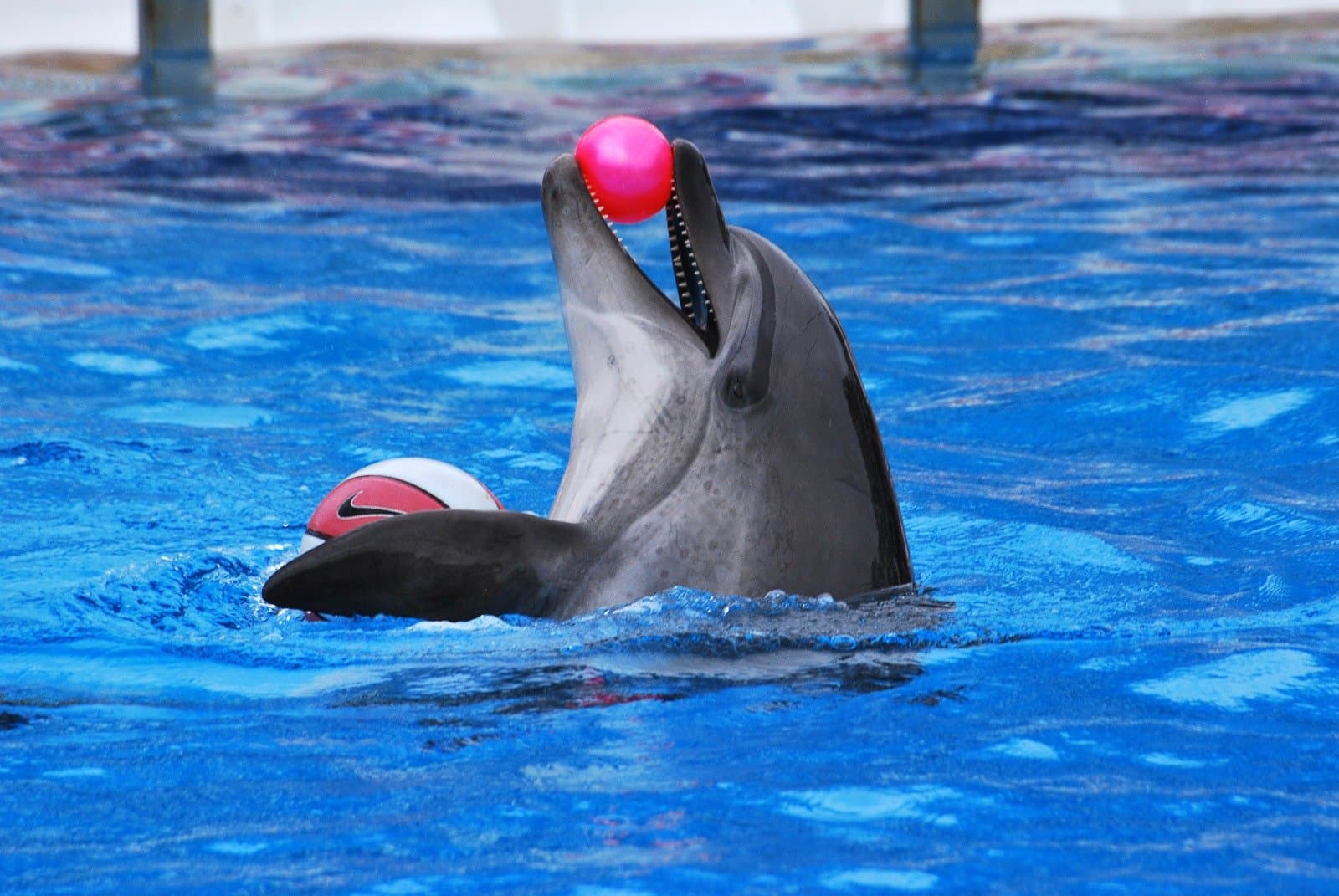 Aksu Dolphinarium