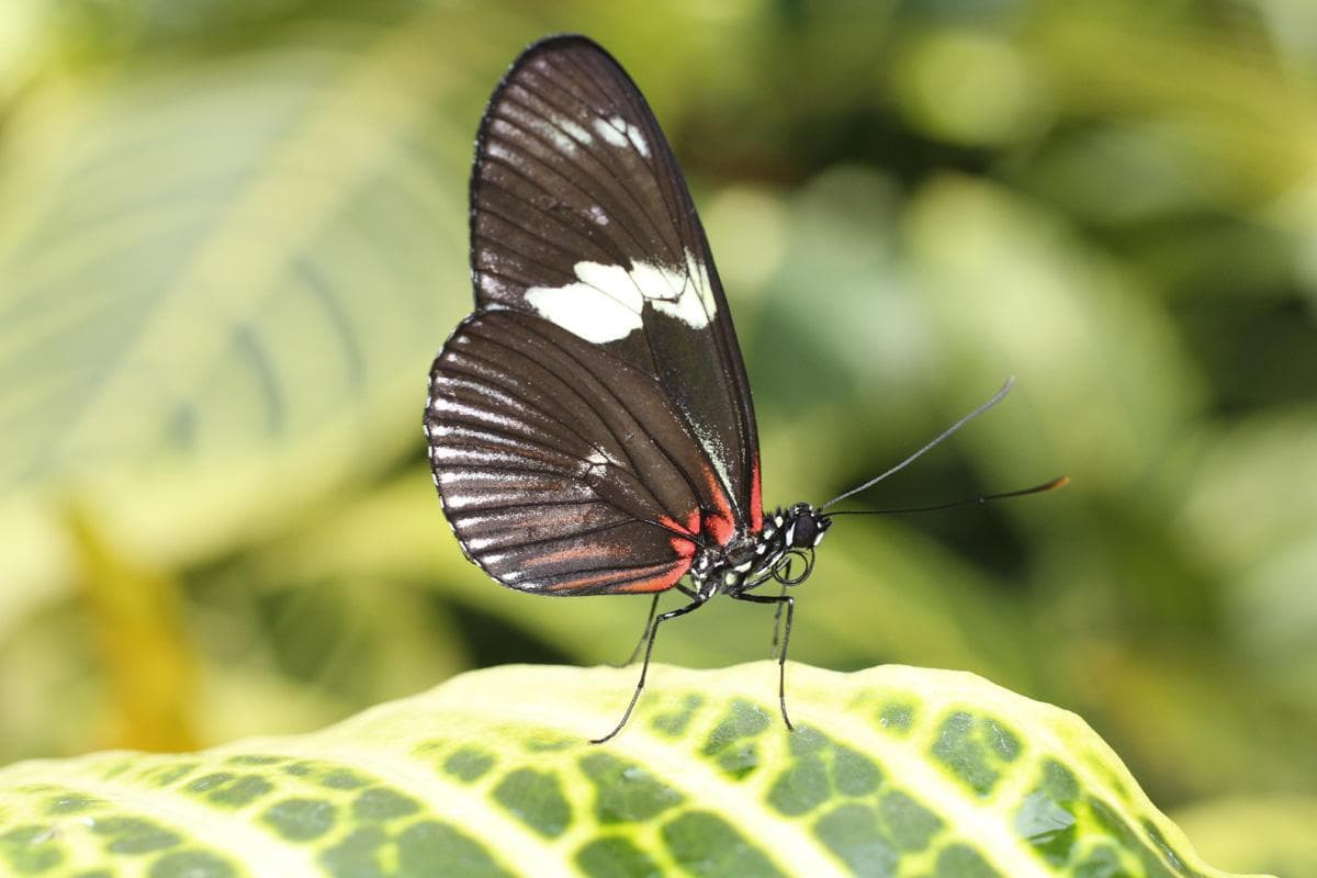 Входной билет в Тропический Сад Бабочек Коньи