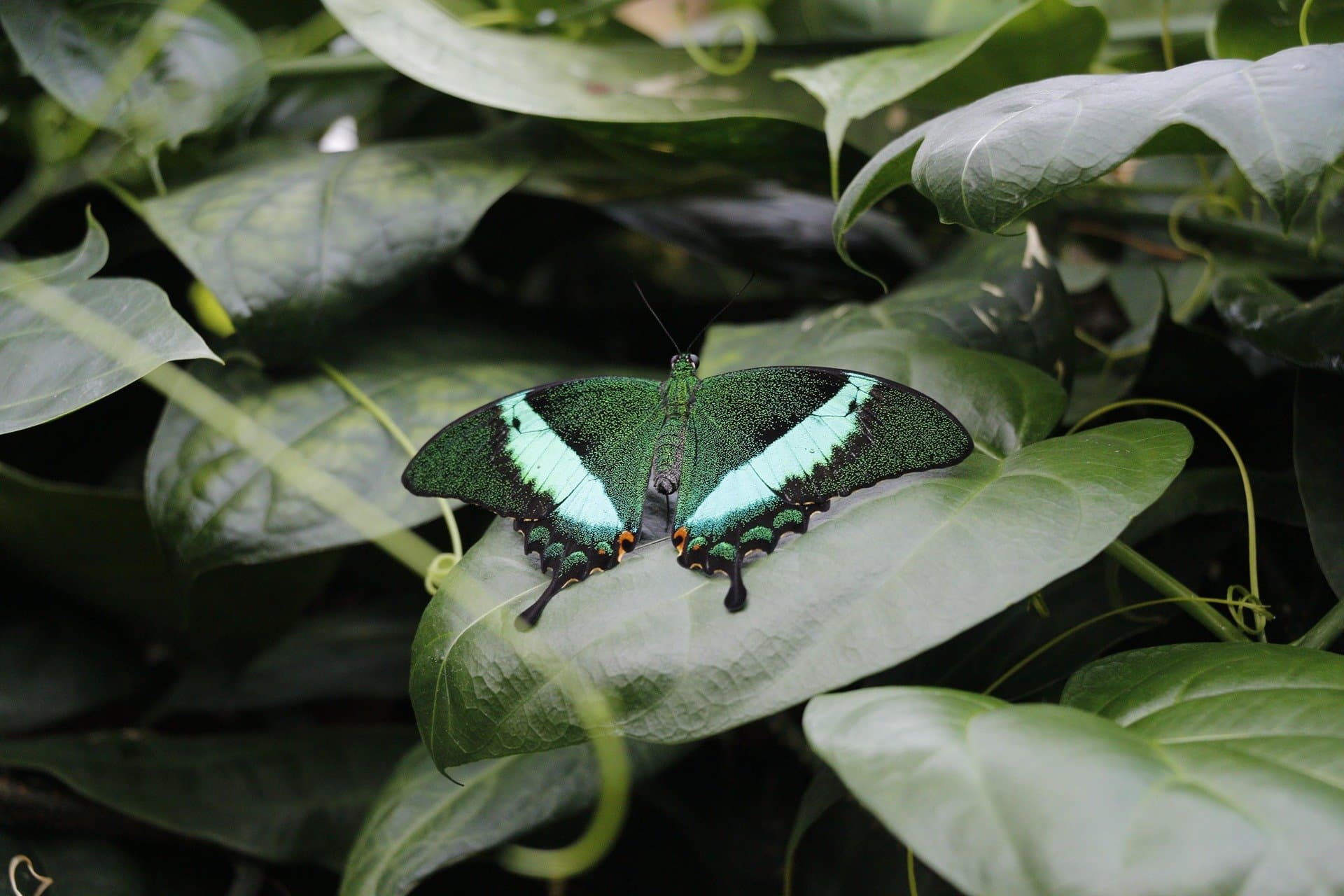 Входной билет в Тропический Сад Бабочек Коньи