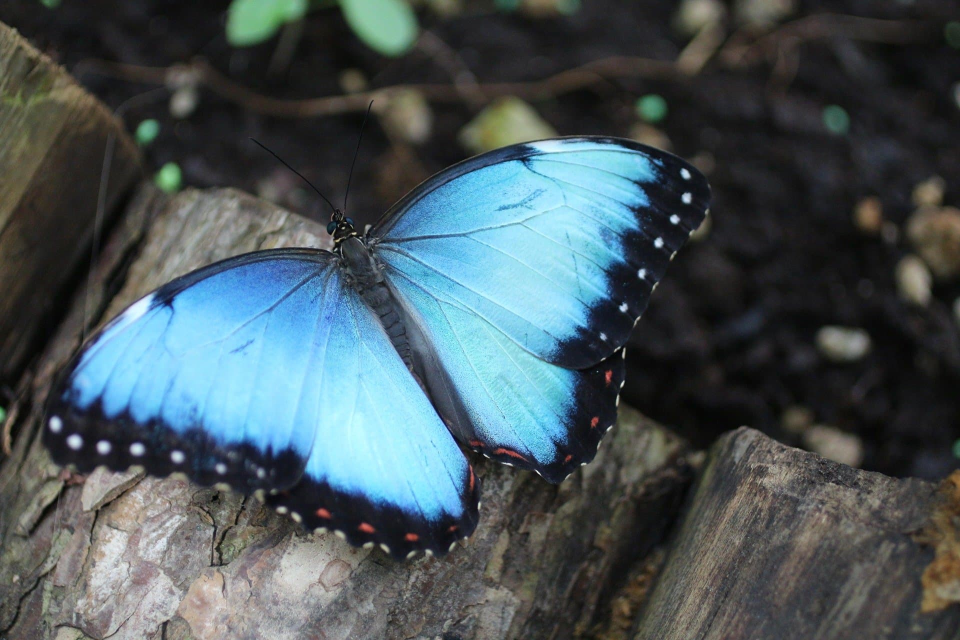 Входной билет в Тропический Сад Бабочек Коньи